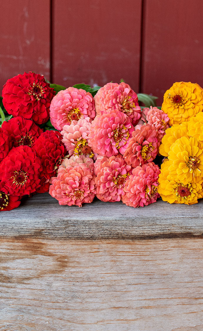 Easy to Grow Zinnias