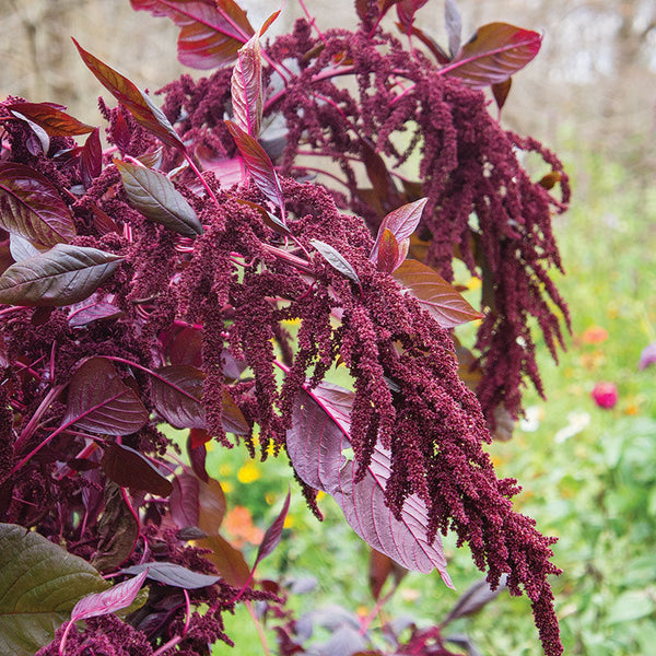 Amaranth, Hopi Red Dye (Amaranthus cruentus), packet of 100 seeds, organic