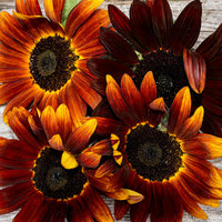 
    



Sunflower 'Claret' F1
