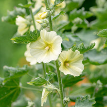 Hollyhock - Rugose - S1