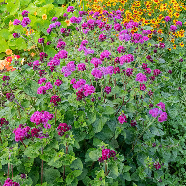 Ageratum 'Red Bouquet' seeds - Ageratum houstonianum