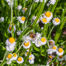 Winged Everlasting 'White'