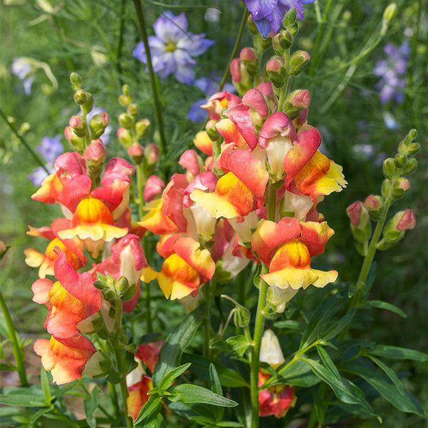 Antirrhinum 'Mango Twist' Seeds