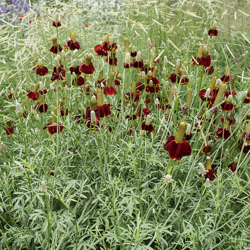 MEXICAN HAT - Johnston Seed Company