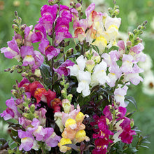 Snapdragon 'Twilight Mix'