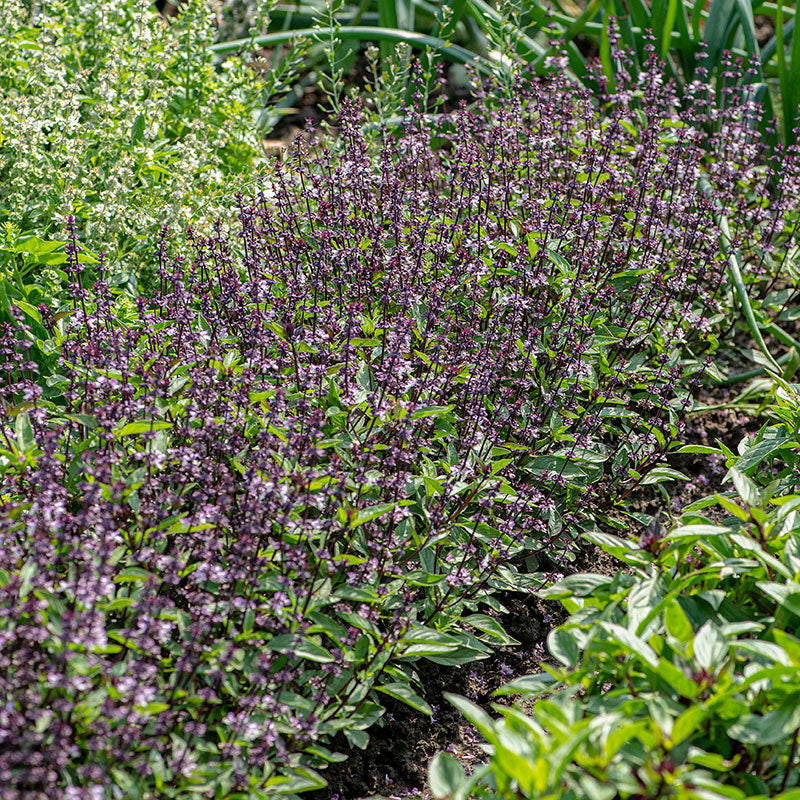 Thai Basil Queenette seeds Ocimum basilicum