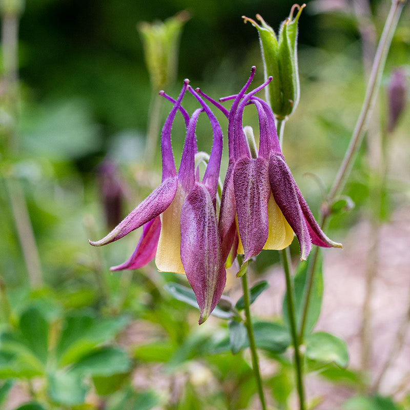 
  



Columbine 'Calimero' 
