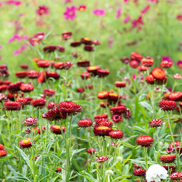 How to Plant, Grow, and Care for Strawflowers