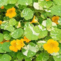 
    



Nasturtium 'Jewel of Africa'
