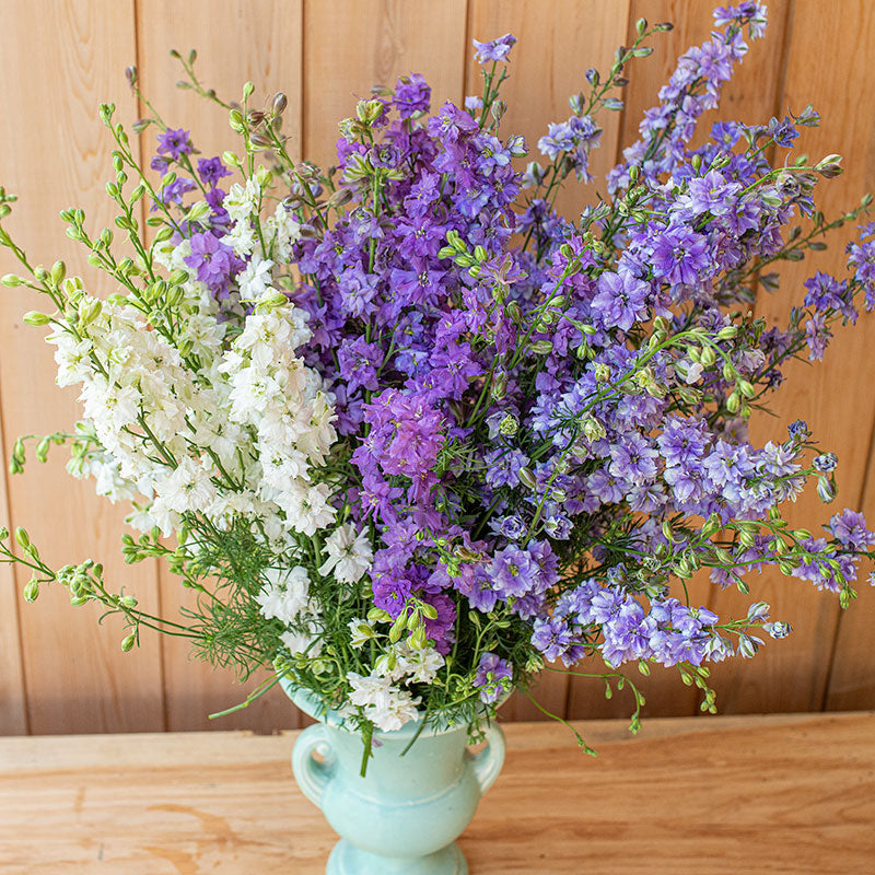 Larkspur 'Rhapsody in Blue'