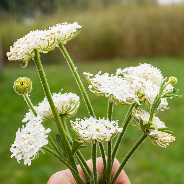 Lacy white flowers new arrivals