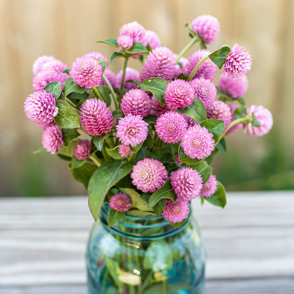 Pink Globe Amaranth, Dried Flowers