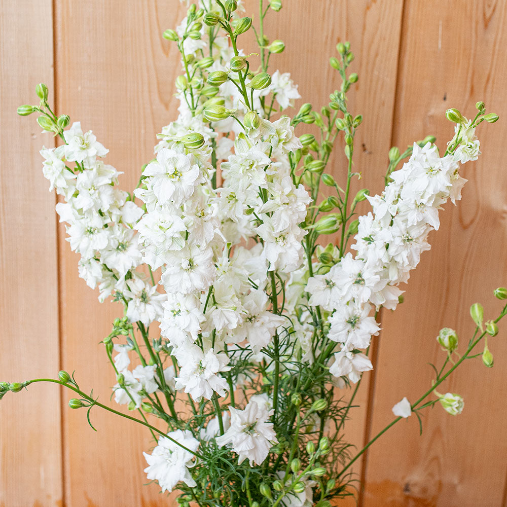 Dried White Larkspur Flowers For Sale - White Dried delphinium