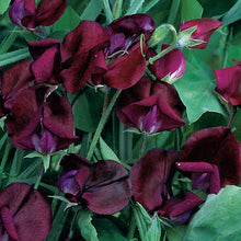 Sweet Pea 'Black Knight'