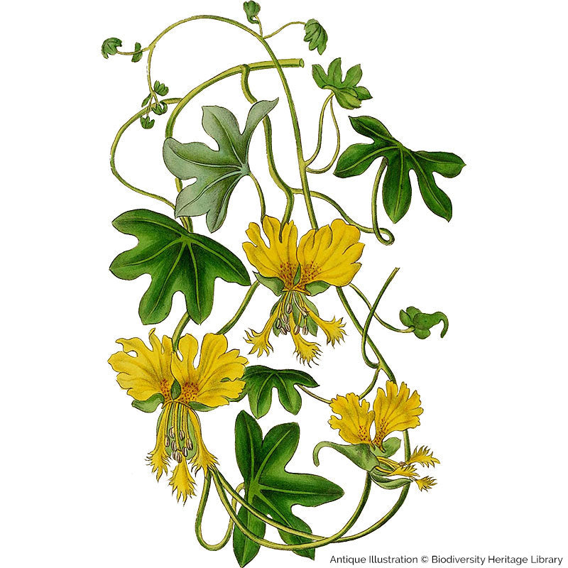 Canary Bird Flower seeds - Tropaeolum peregrinum