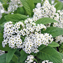 Heliotrope 'White' - S1