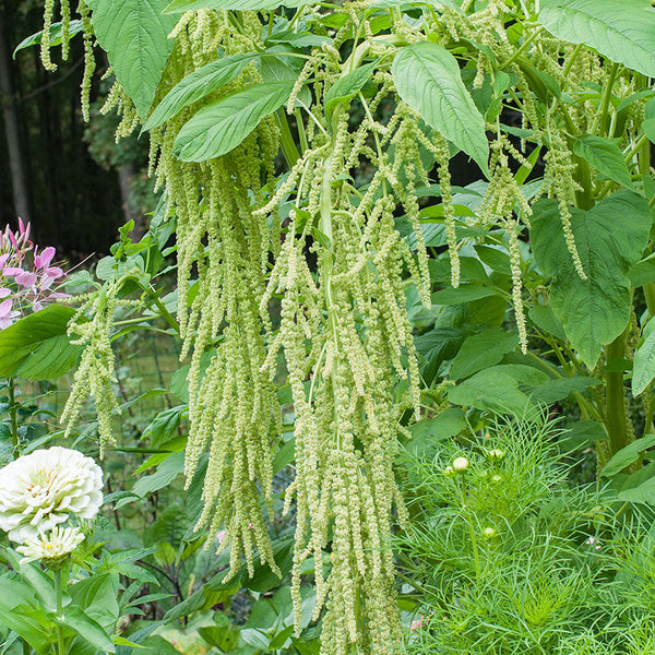 Green Tails Amaranth Seeds, 500 Seeds //Open Pollinated, Non-GMO amaranthus  caudatus