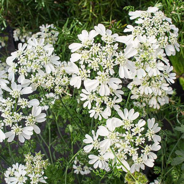 Orlaya grandiflora Minoan Lace - Buy Online at Annie's Annuals
