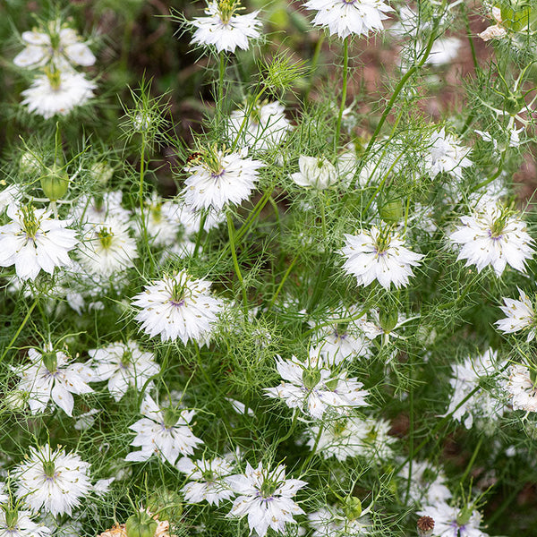 Nigelle Miss Jekyll Alba - Nigelle de Damas blanche - Nigella damascena -  De grandes fleurs blanches toutes simples et charmantes