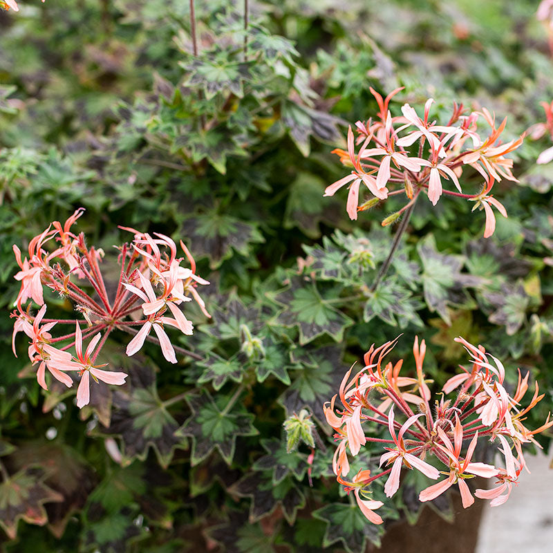 Geranium 'Bird Dancer' - S1