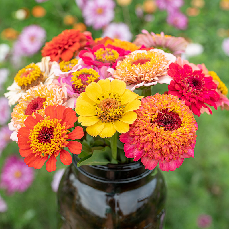 
  



Zinnia 'Gumdrop Candy'
