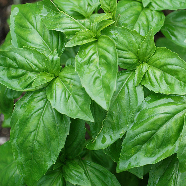 Basil Large Leaf organic seeds Ocimum basilicum