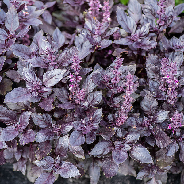 Basil Dark Opal organic seeds Ocimum basilicum