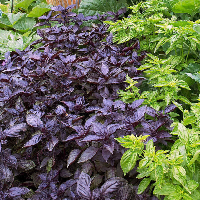 Basil Dark Opal organic seeds Ocimum basilicum