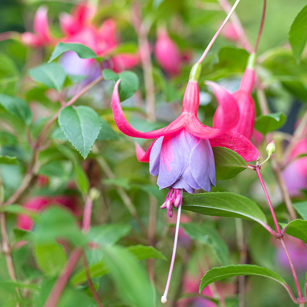 
    



Fuchsia 'Tennessee Waltz' 
