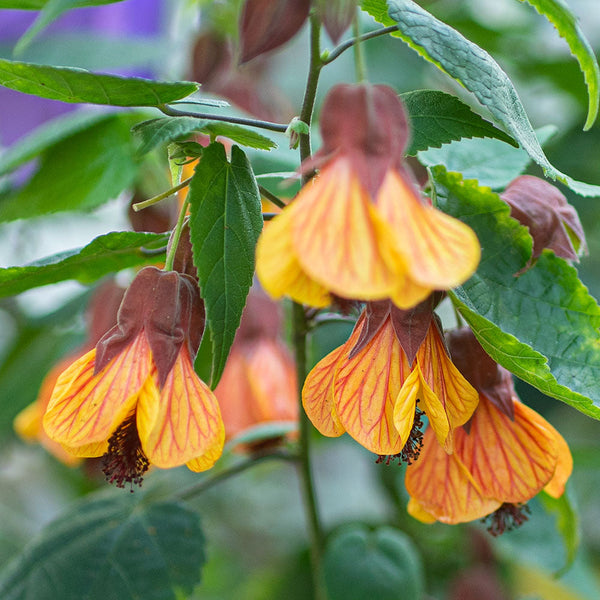 Abutilon deals