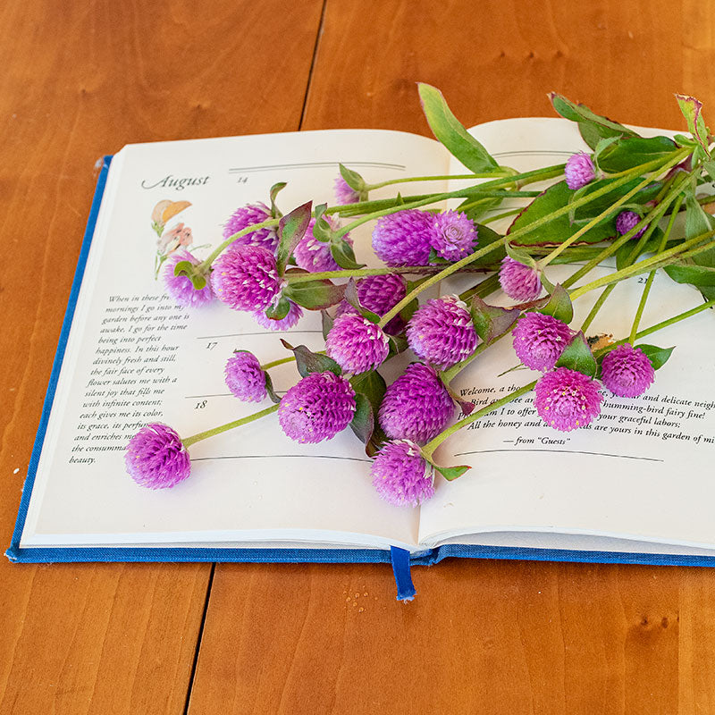 Globe Amaranth, Gomphrena, Dry Flowers, Dried, Red, Fuchsia Pink